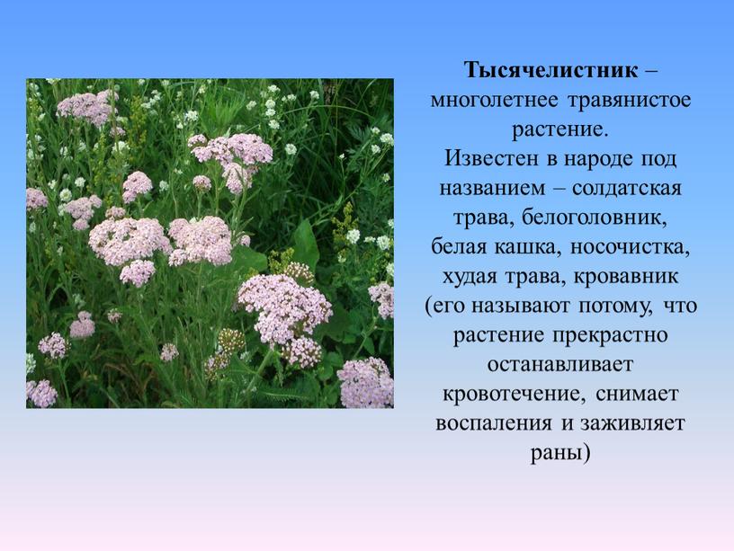 Тысячелистник – многолетнее травянистое растение