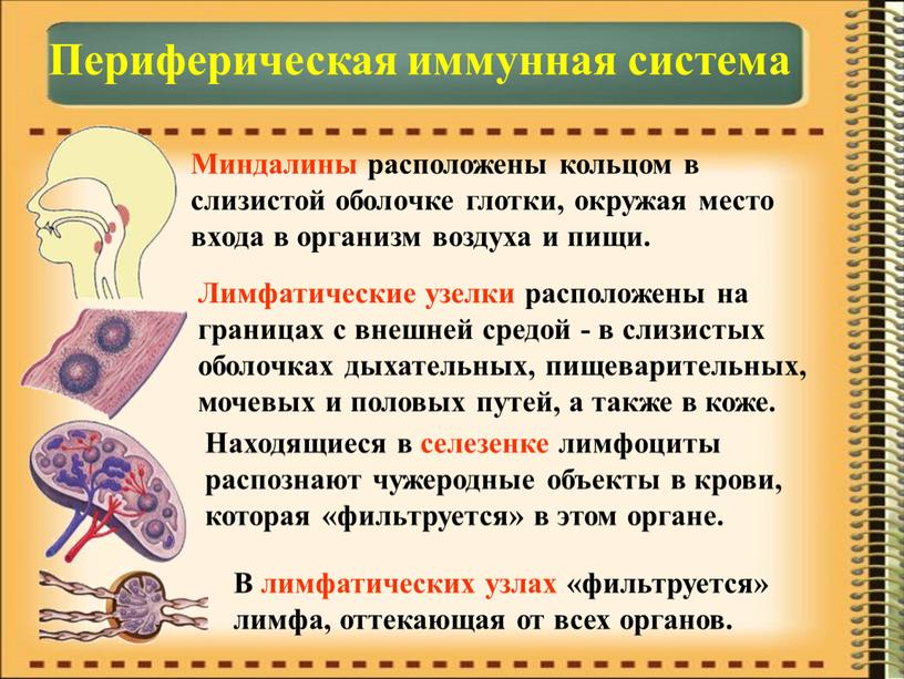 Периферическая иммунная система