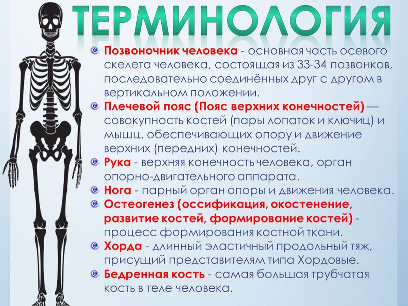 ТЕРМИНОЛОГИЯ Позвоночник человека - основная часть осевого скелета человека, состоящая из 33-34 позвонков, последовательно соединённых друг с другом в вертикальном положении
