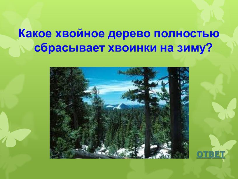 Какое хвойное дерево полностью сбрасывает хвоинки на зиму?