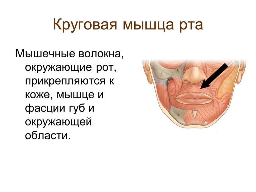 Круговая мышца рта Мышечные волокна, окружающие рот, прикрепляются к коже, мышце и фасции губ и окружающей области