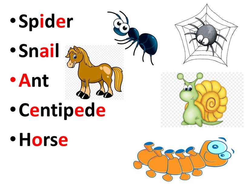 Spider Snail Ant Centipede Horse