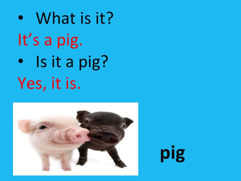 What is it? It’s a pig. Is it a pig?