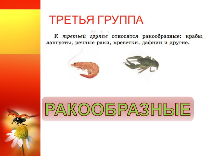 ТРЕТЬЯ ГРУППА РАКООБРАЗНЫЕ