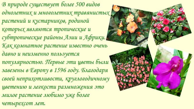 В природе существует более 500 видов однолетних и многолетних травянистых растений и кустарников, родиной которых являются тропические и субтропические районы