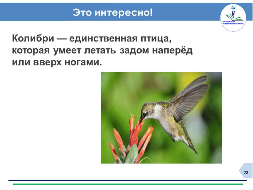 Это интересно! Колибри — единственная птица, которая умеет летать задом наперёд или вверх ногами