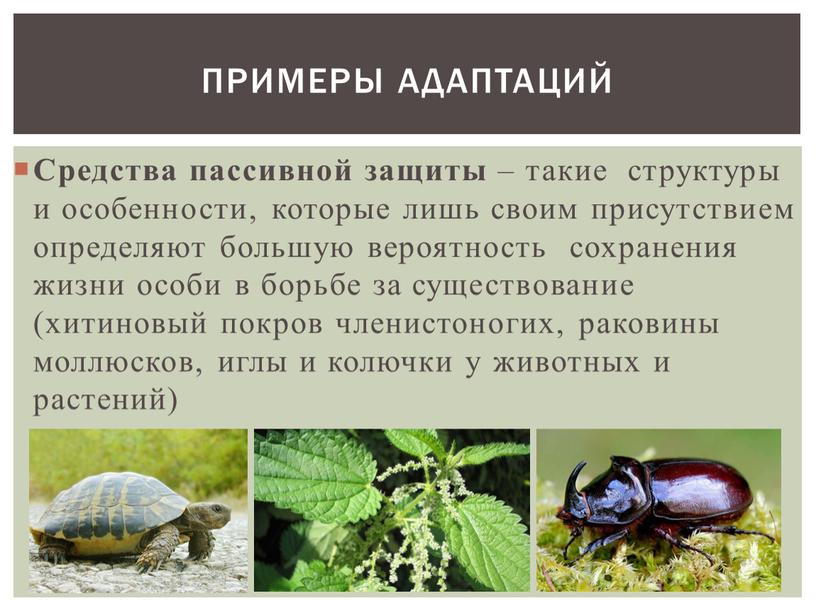 Примеры адаптаций Средства пассивной защиты – такие структуры и особенности, которые лишь своим присутствием определяют большую вероятность сохранения жизни особи в борьбе за существование (хитиновый…