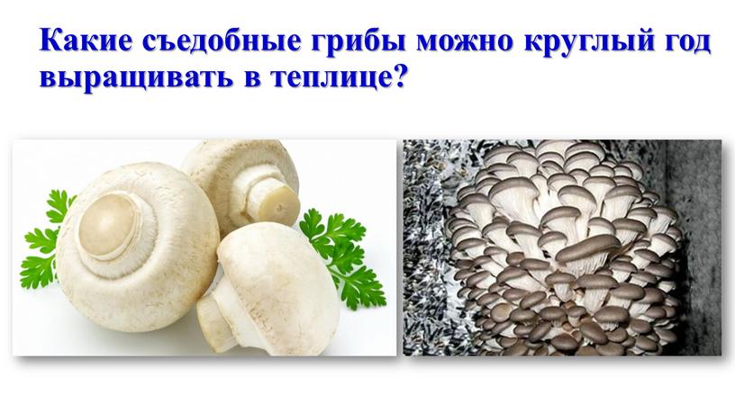 Какие съедобные грибы можно круглый год выращивать в теплице?