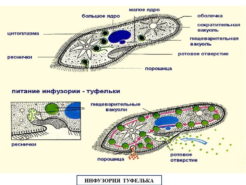 ИНФУЗОРИЯ ТУФЕЛЬКА