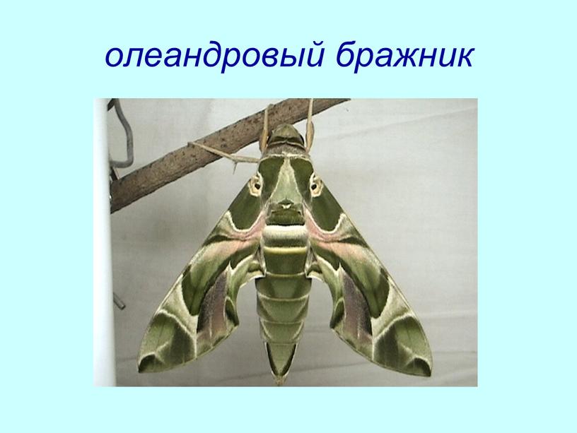 олеандровый бражник