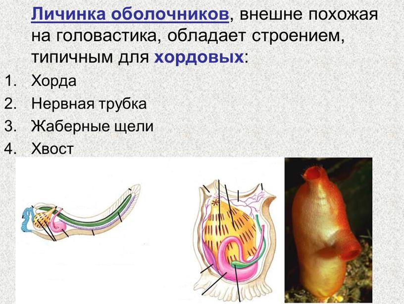 Личинка оболочников , внешне похожая на головастика, обладает строением, типичным для хордовых :