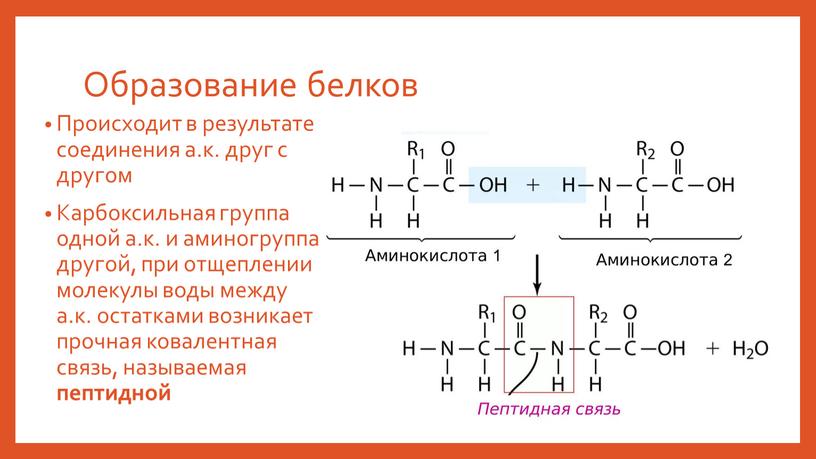 Образование белков Происходит в результате соединения а