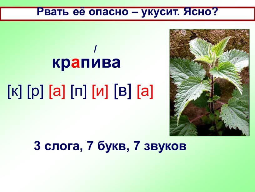 Рвать её опасно – укусит. Ясно? крапива [к] [р] [а] [п] [и] [в] [а] / 3 слога, 7 букв, 7 звуков