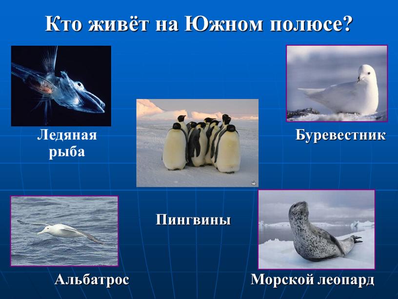 Кто живёт на Южном полюсе? Морской леопард