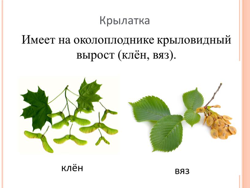 Крылатка Имеет на околоплоднике крыловидный вырост (клён, вяз)