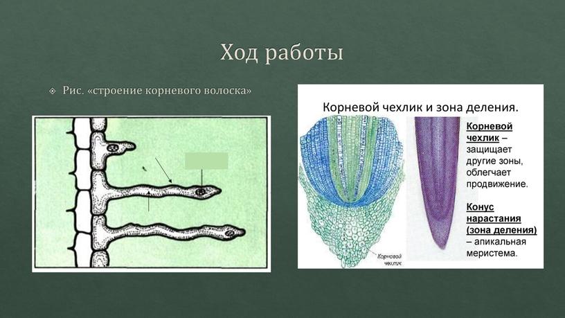 Ход работы Рис. «строение корневого волоска»