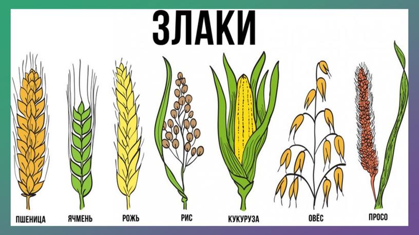 Растениеводство 5 класс