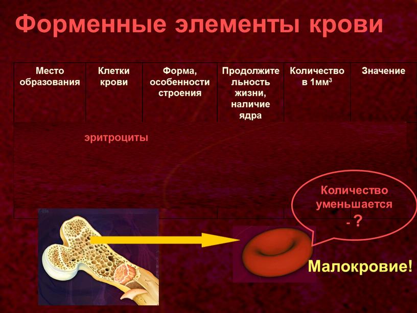 Форменные элементы крови Место образования