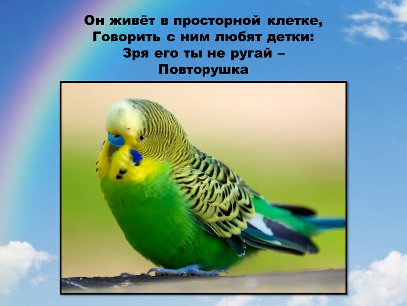 Он живёт в просторной клетке, Говорить с ним любят детки: