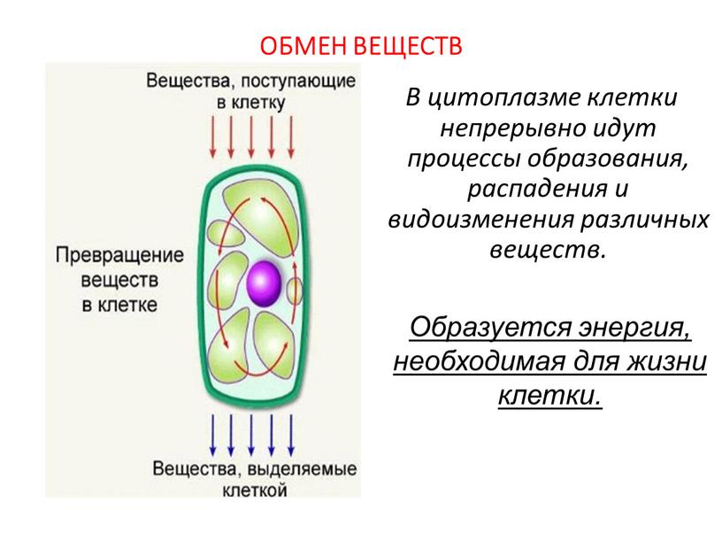 В цитоплазме клетки непрерывно идут процессы образования, распадения и видоизменения различных веществ