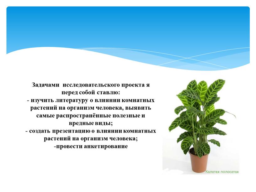 Влияние комнатных растений на здоровье человека индивидуальный проект