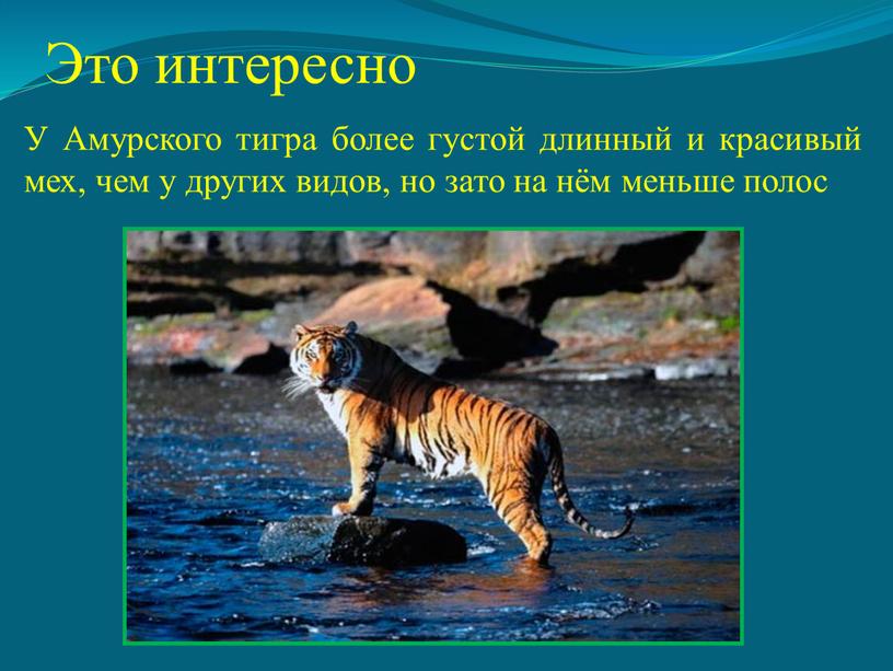 Это интересно У Амурского тигра более густой длинный и красивый мех, чем у других видов, но зато на нём меньше полос