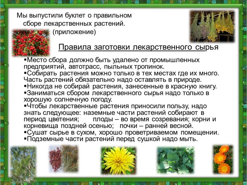 Мы выпустили буклет о правильном сборе лекарственных растений