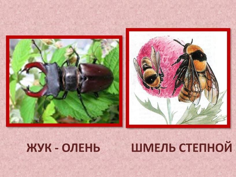 ЖУК - ОЛЕНЬ ШМЕЛЬ СТЕПНОЙ