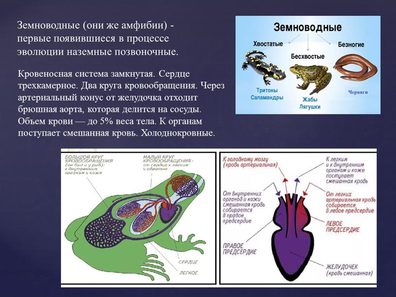 Земноводные (они же амфибии) - первые появившиеся в процессе эволюции наземные позвоночные