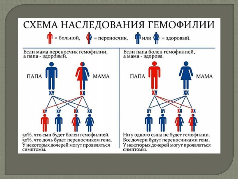 Презентация Генетика пола