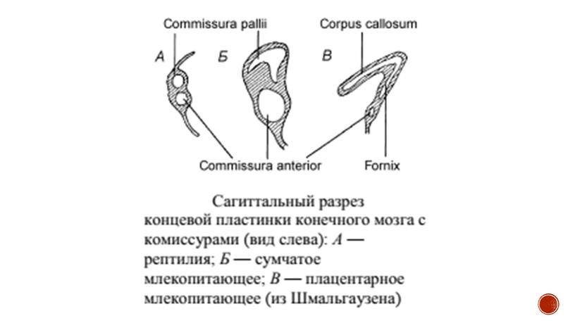 Нервная система позвоночных