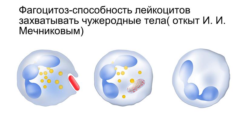 Фагоцитоз-способность лейкоцитов захватывать чужеродные тела( откыт