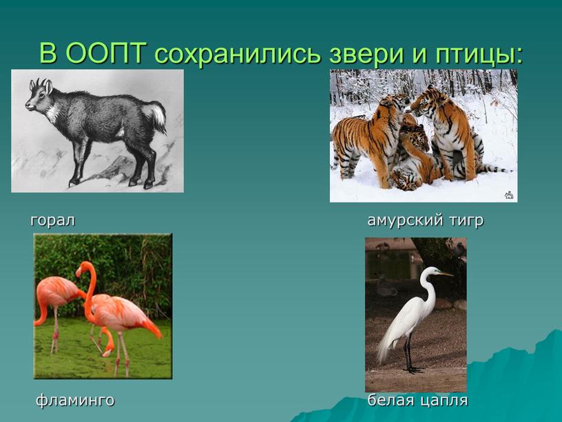 В ООПТ сохранились звери и птицы: горал амурский тигр фламинго белая цапля