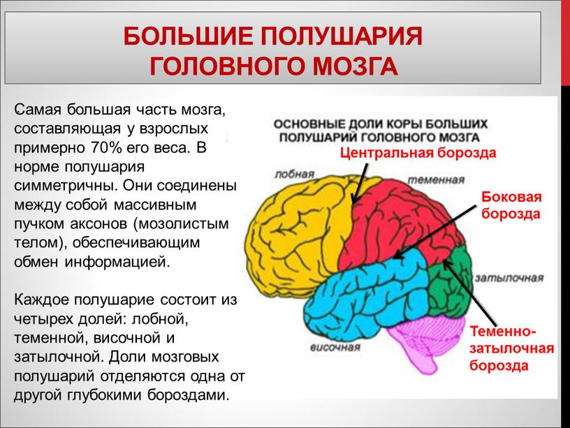 Большие полушария головного мозга