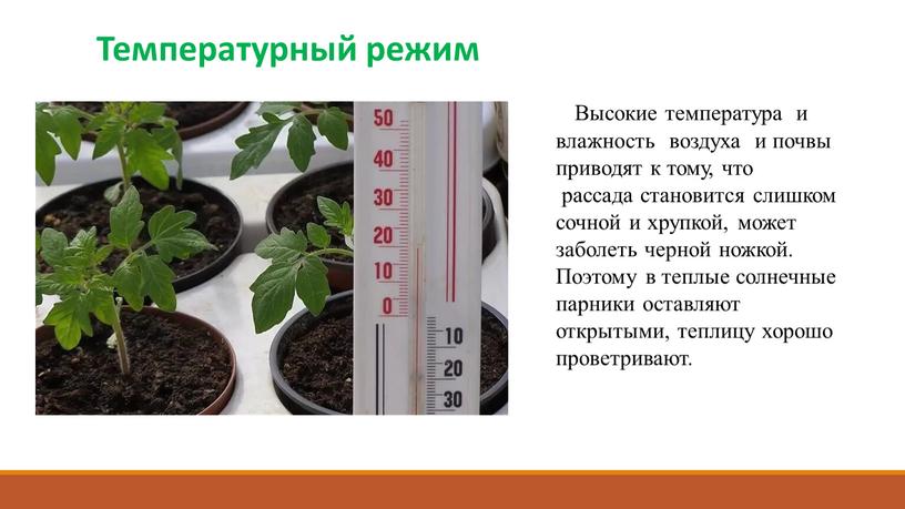 Температурный режим Высокие температура и влажность воздуха и почвы приводят к тому, что рассада становится слишком сочной и хрупкой, может заболеть черной ножкой