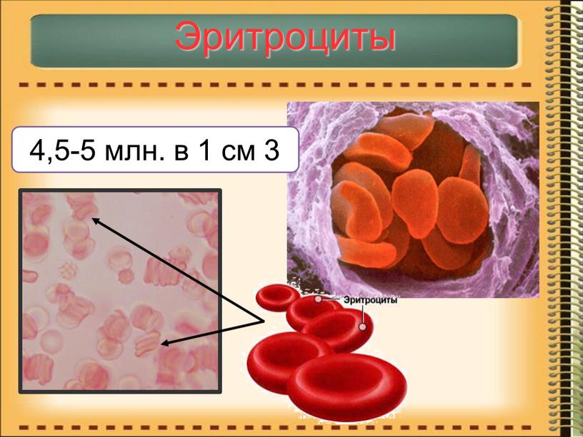 Эритроциты 4,5-5 млн. в 1 см 3