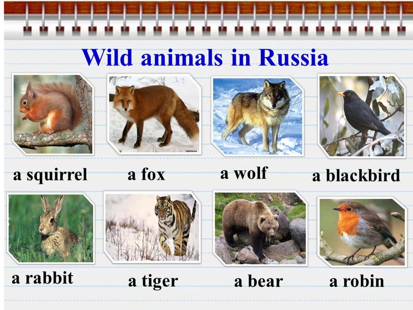 Wild animals in Russia a squirrel a blackbird a rabbit a robin a fox a tiger a wolf a bear