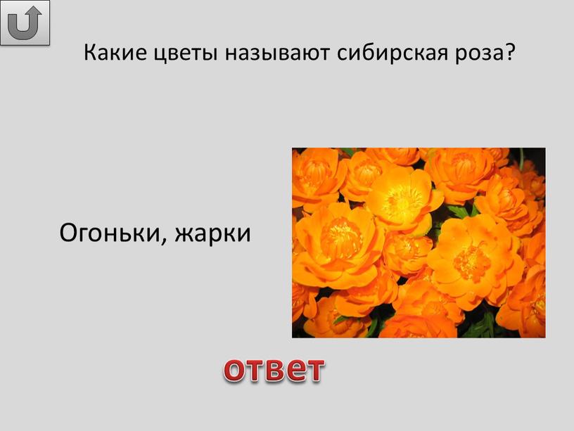 Какие цветы называют сибирская роза?