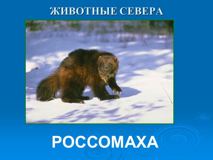 ЖИВОТНЫЕ СЕВЕРА РОССОМАХА