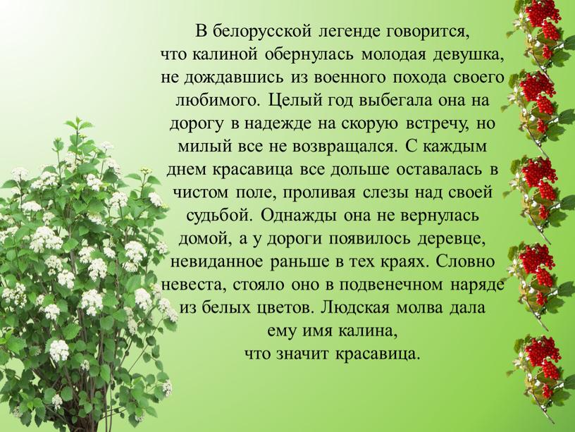 В белорусской легенде говорится, что калиной обернулась молодая девушка, не дождавшись из военного похода своего любимого