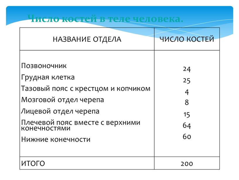 Число костей в теле человека. НАЗВАНИЕ