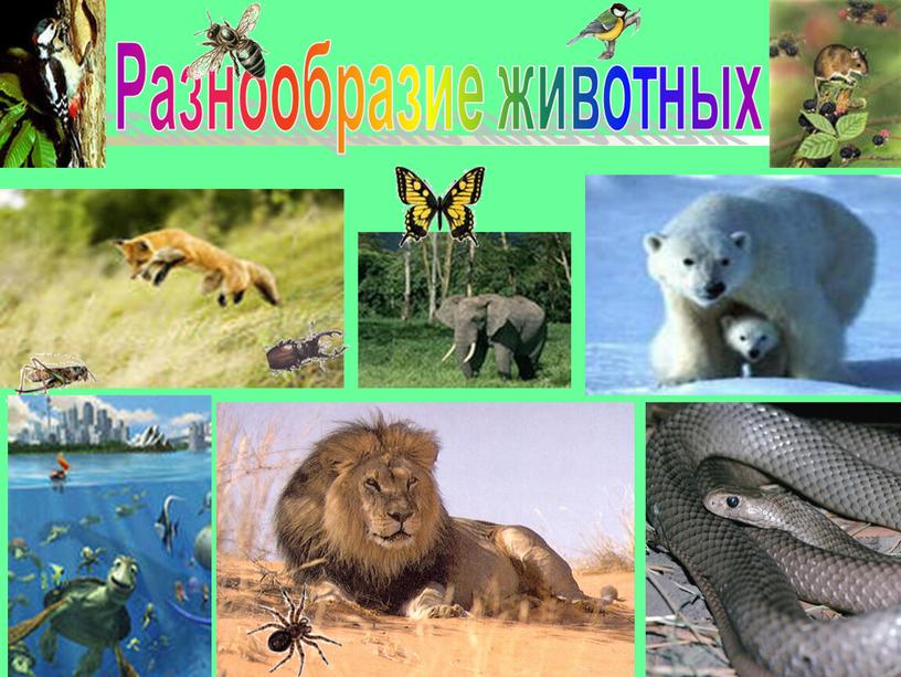 Разнообразие животных