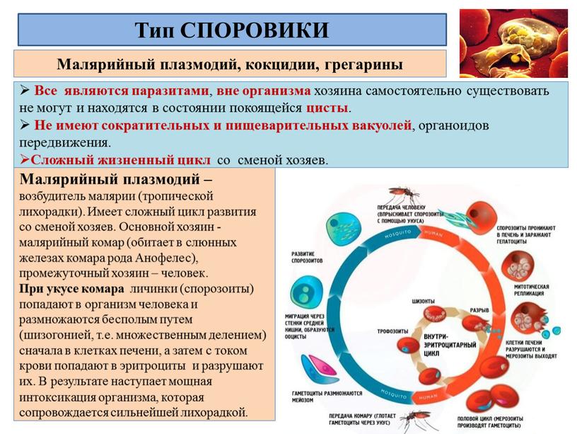 Малярийный плазмодий, кокцидии, грегарины