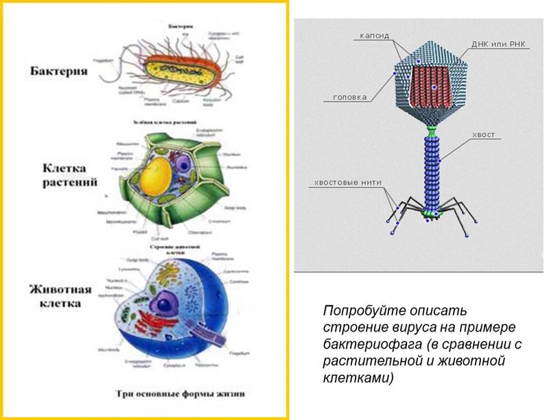 Зарисуйте схему строения вируса 7 класс