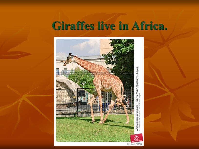 Giraffes live in Africa.