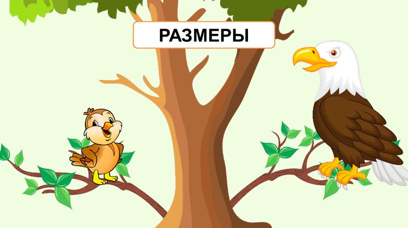 РАЗМЕРЫ