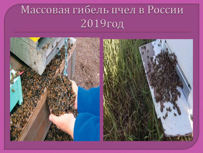 Массовая гибель пчел в России 2019год