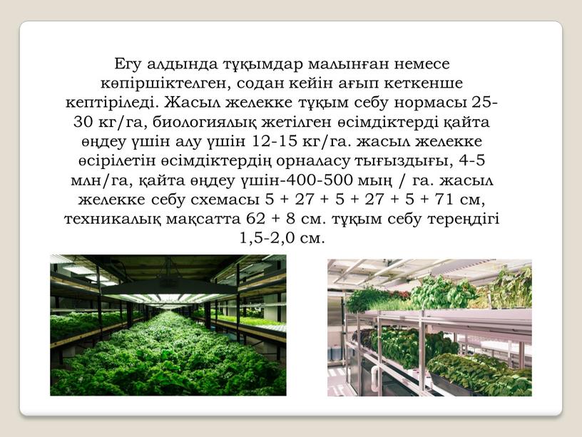 Егу алдында тұқымдар малынған немесе көпіршіктелген, содан кейін ағып кеткенше кептіріледі