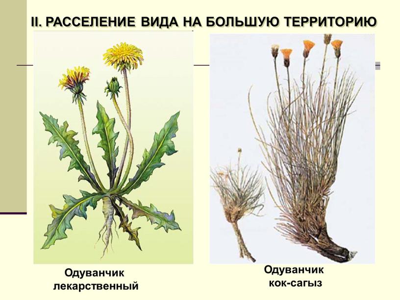 II. РАССЕЛЕНИЕ ВИДА НА БОЛЬШУЮ