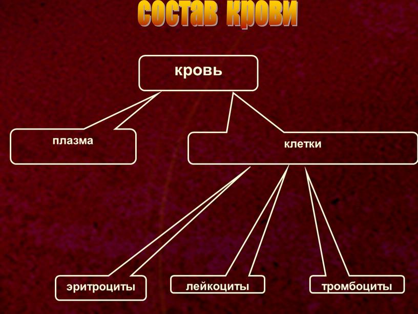 состав крови кровь плазма клетки эритроциты лейкоциты тромбоциты